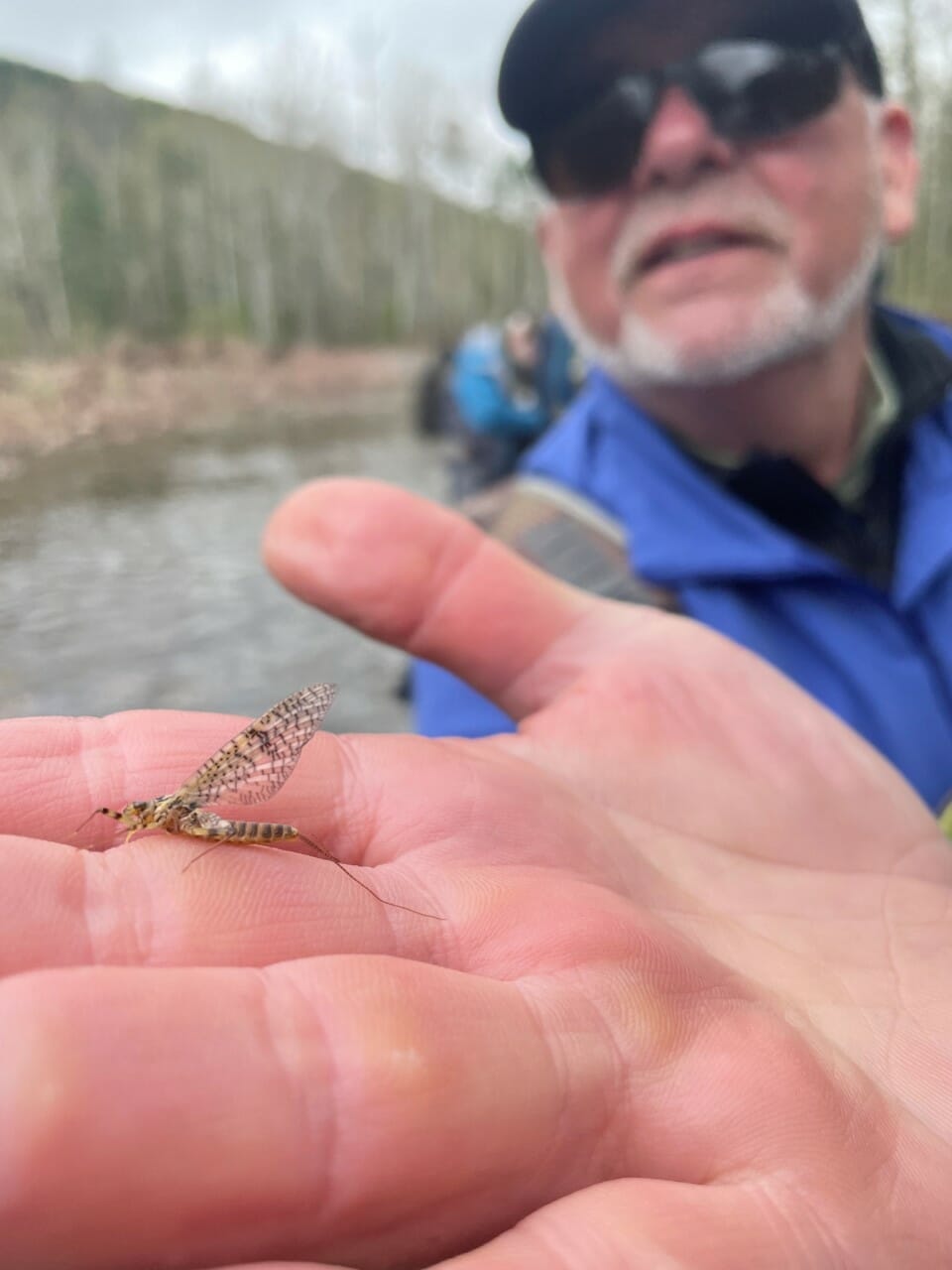 Mastering The March Brown Hatch Trout Unlimited