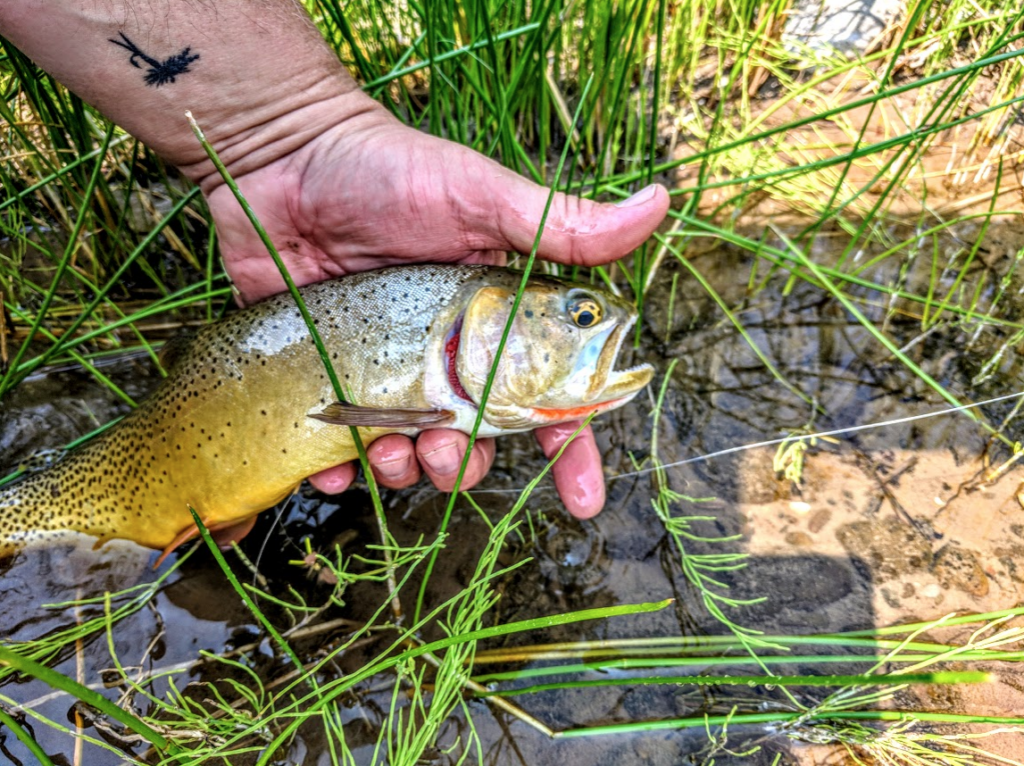 Trout Tips Walk, Spot, Stalk... And Then Cast Trout Unlimited