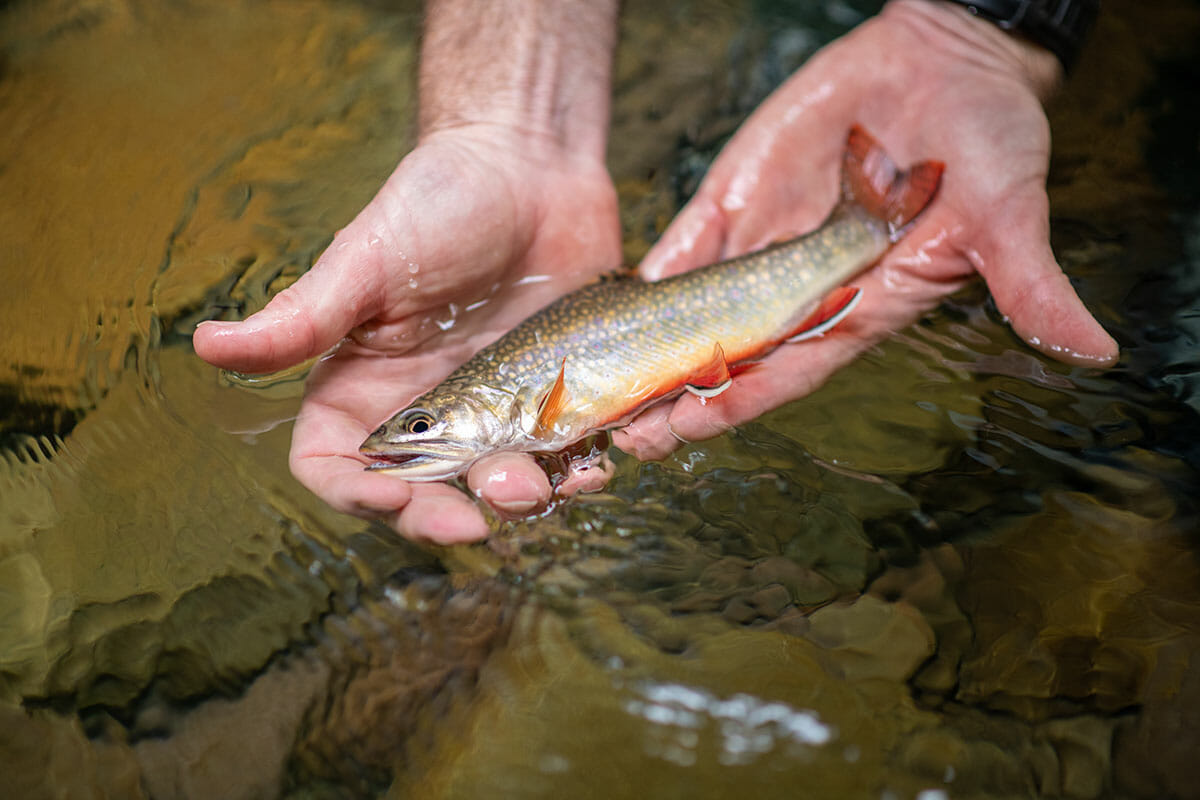 A Nation's River - Trout Unlimited