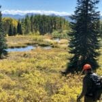 An angler walks through an autumn meadow on the Thompson Divide in search of wild trout.