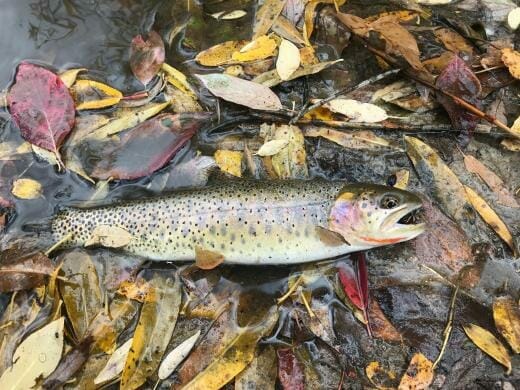 Voices From The River: The Forgotten Fishing Trip - Trout Unlimited