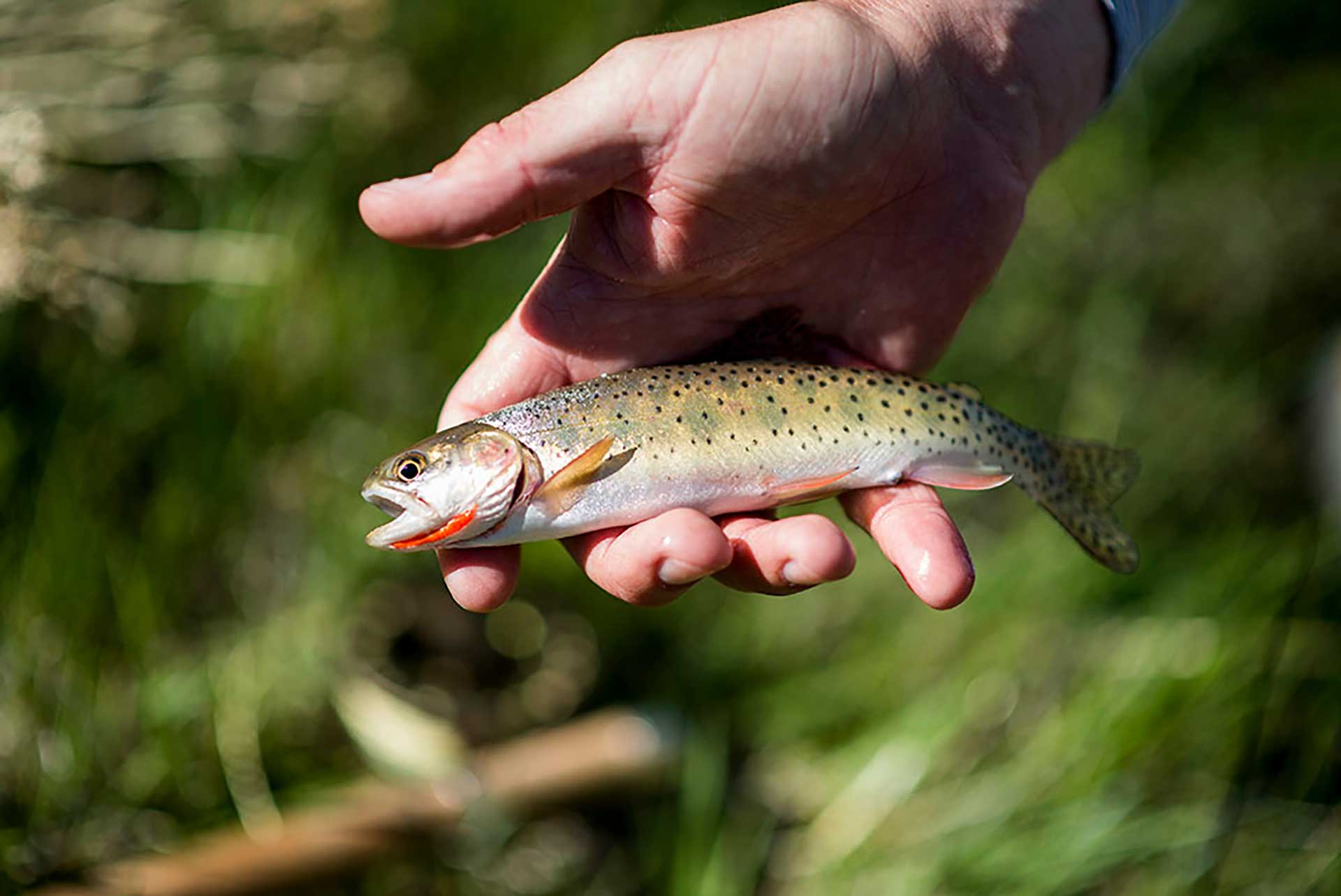 native Colorado River cutthroat trout