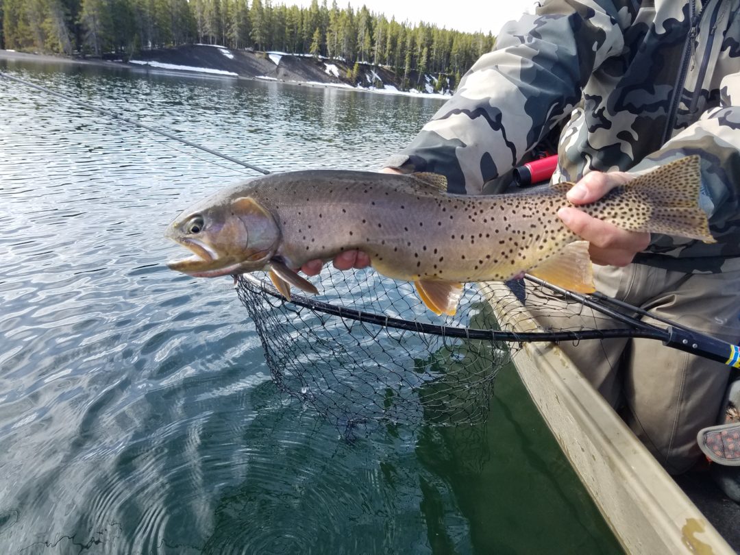 Native Cutthroat Trout Making Comeback In Yellowstone Lake Trout