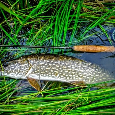 A northern pike comes to hand in an eastern Alaska boreal creek.