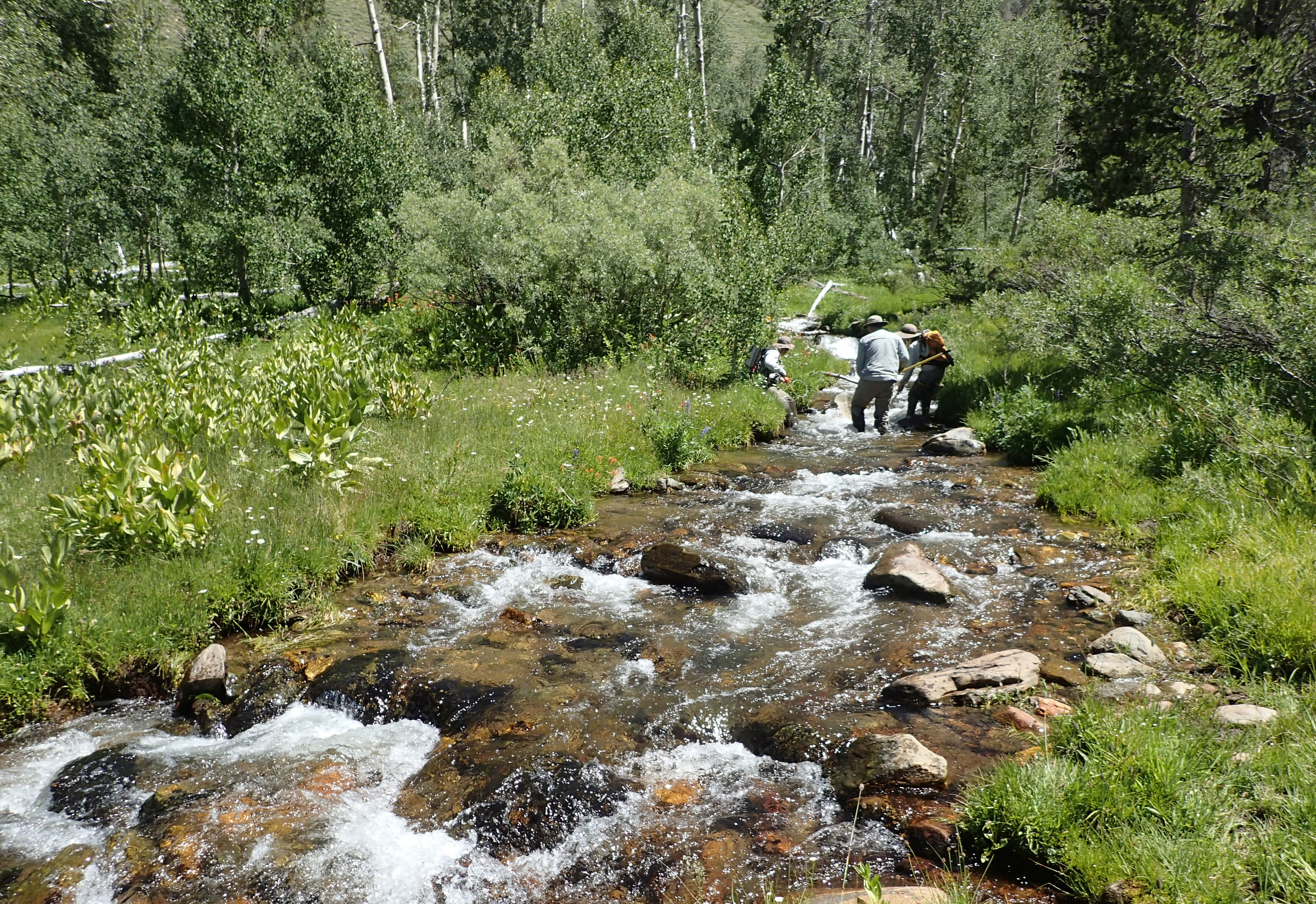 Eagle Valley Trout Unlimited chapter: Making a difference