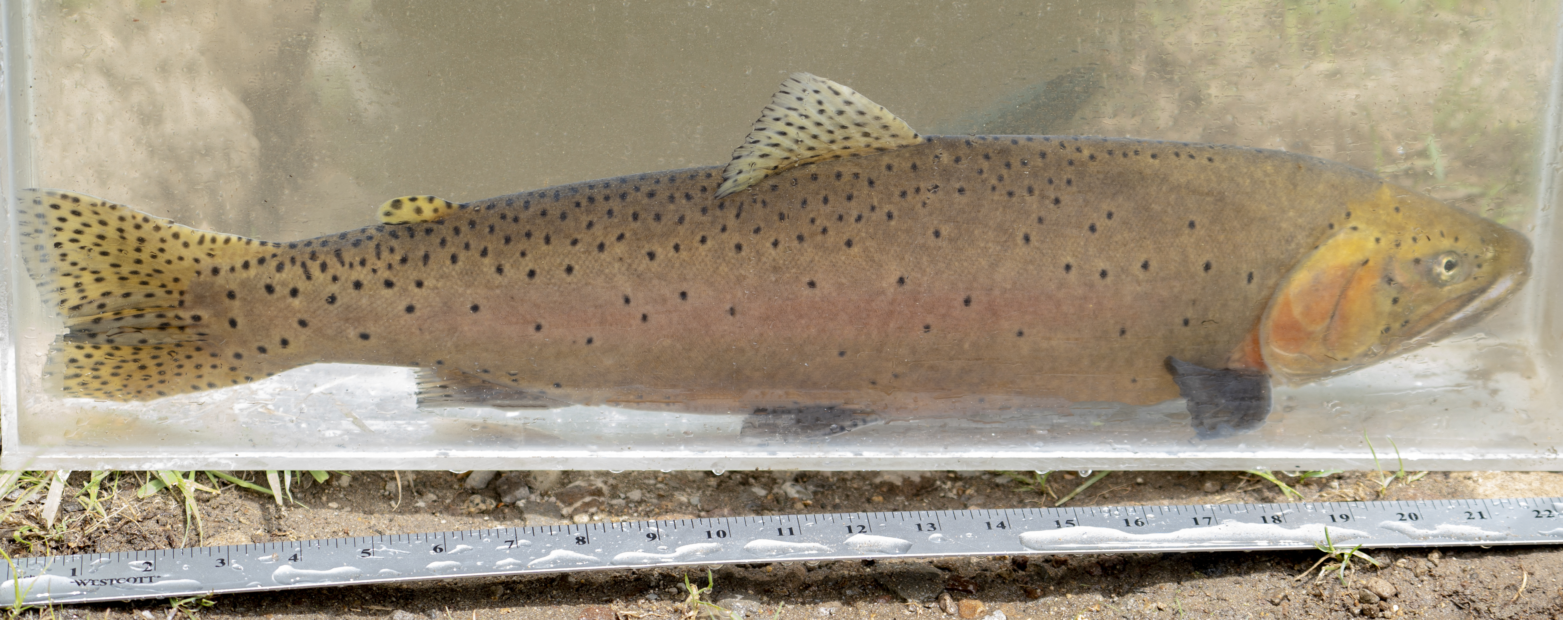 Fishing For Independence - Trout Unlimited