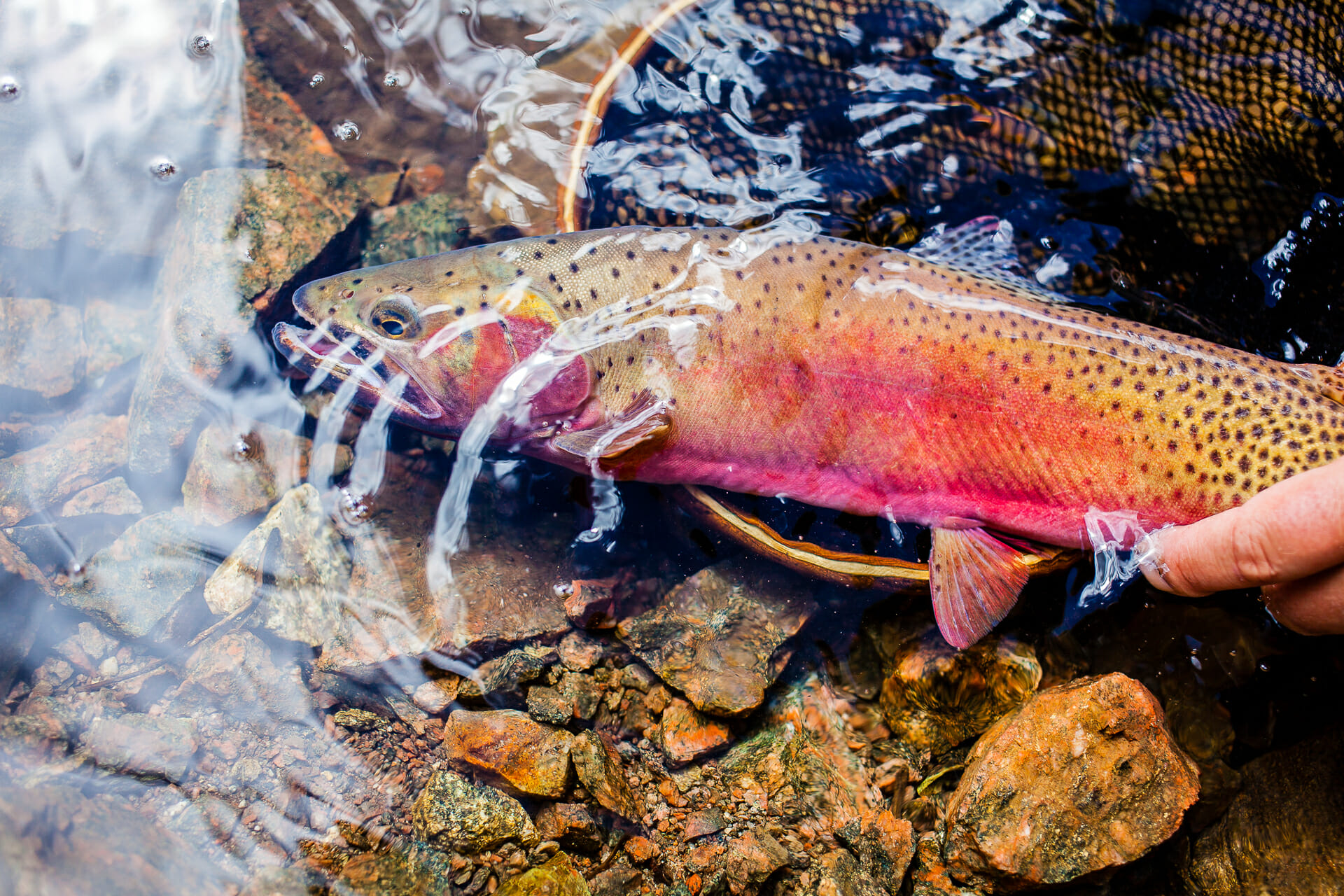 world record cutthroat trout