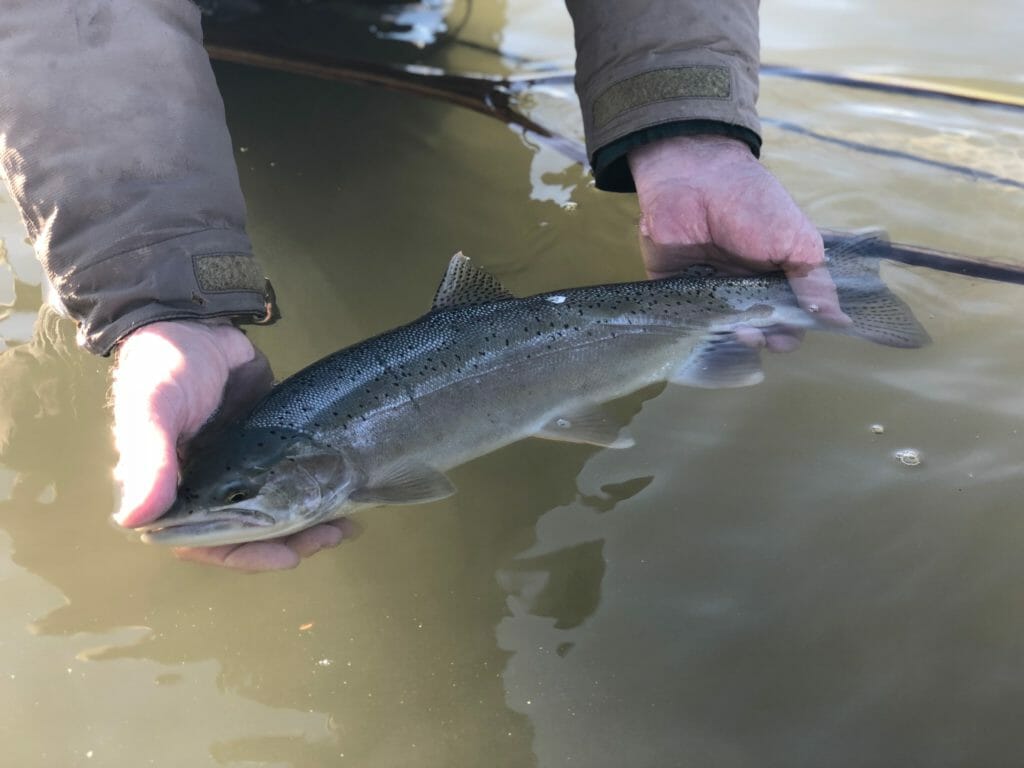 One of the BEST Days of Steelhead Fishing Ever