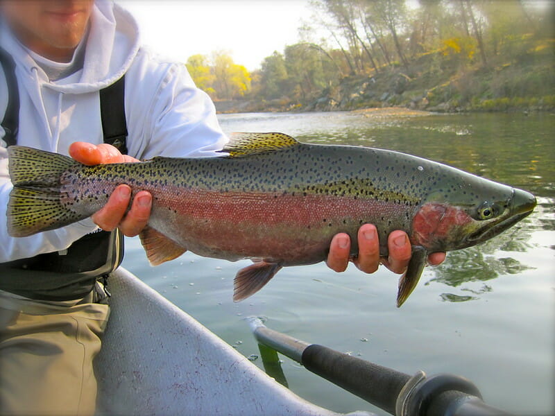 Fly Fishing in the North Yuba Watershed