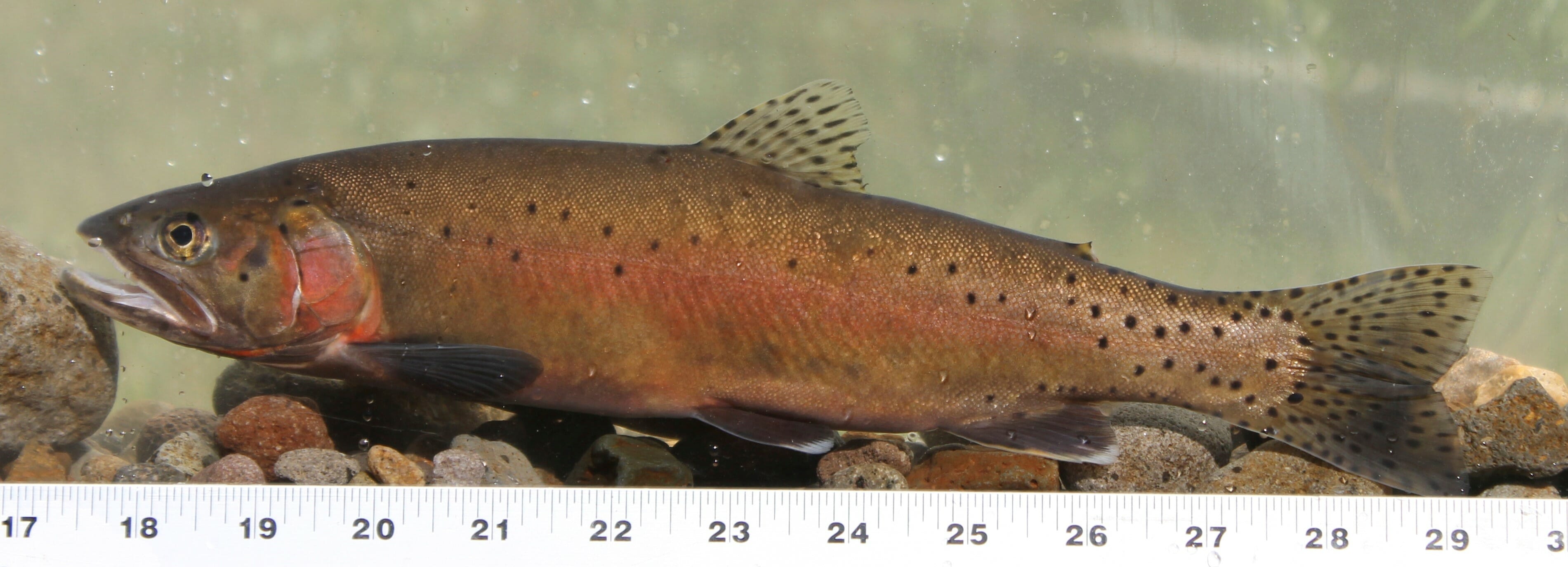 Lahontan cutthroat trout