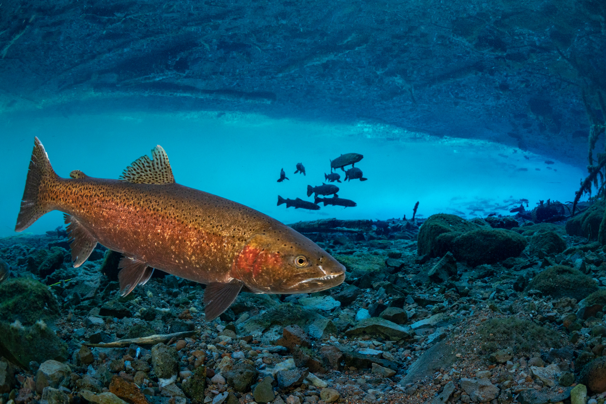 fishing planet unique oregon redband trout