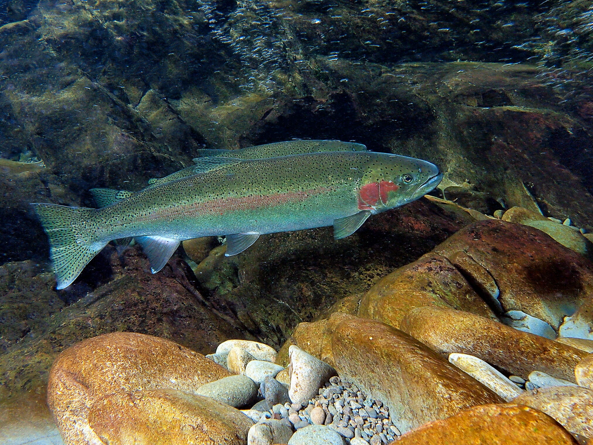 STREAM - Salmon Trout Restoration Education and Aquatic