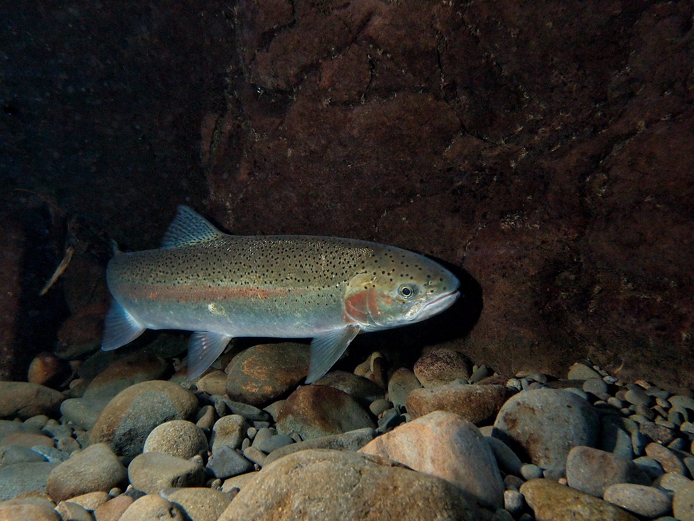 Salmon And Steelhead Trout Unlimited