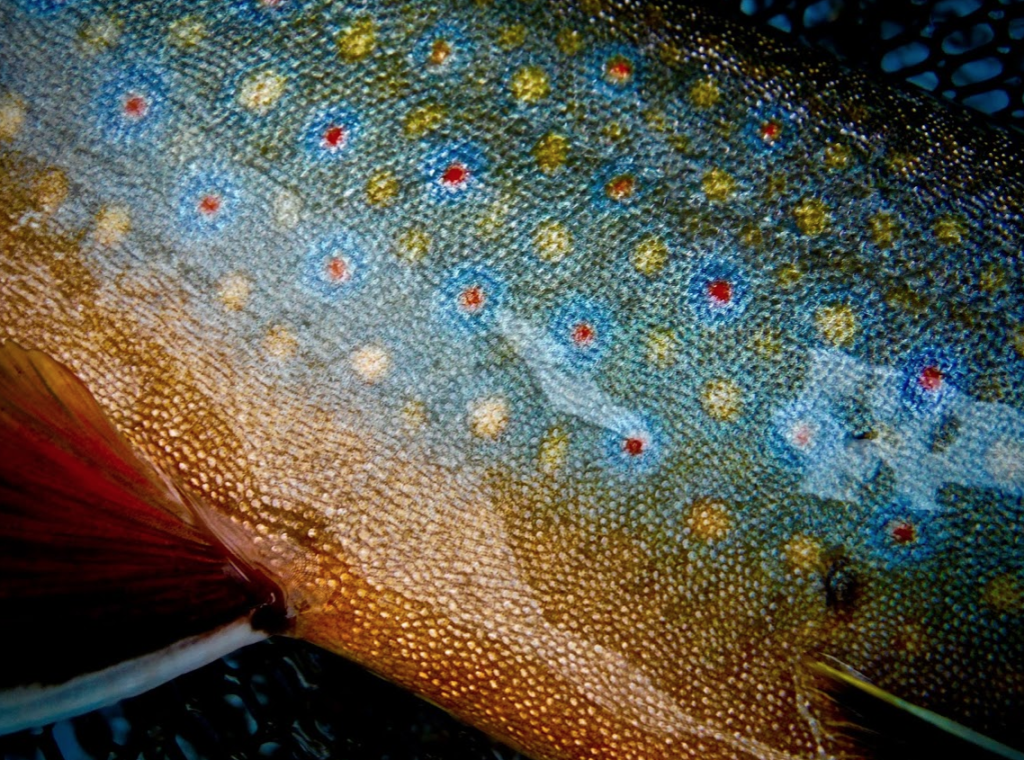 Spawning Brookies In Moosehead Lake Offer Hope In The Face Of ...