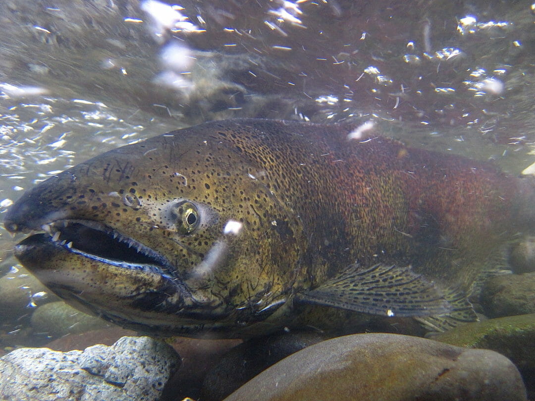 What Does Salmon And Steelhead “recovery” Mean And Who Decides? - Trout ...