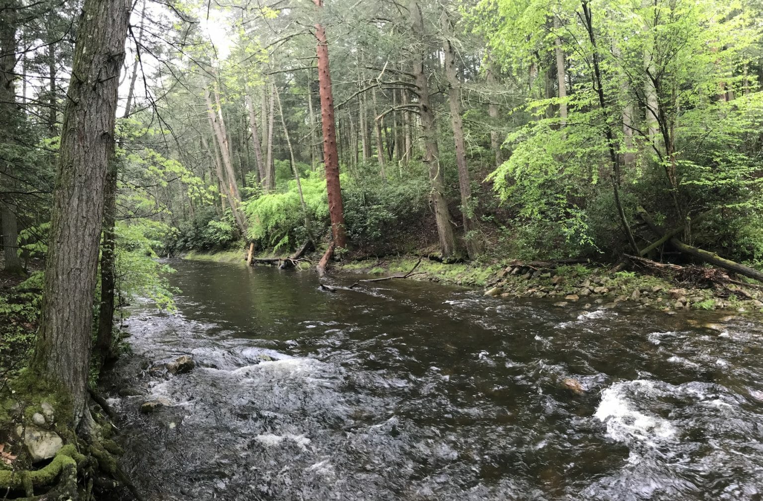 Trout Waters Gain Added Protections In New Jersey Trout Unlimited