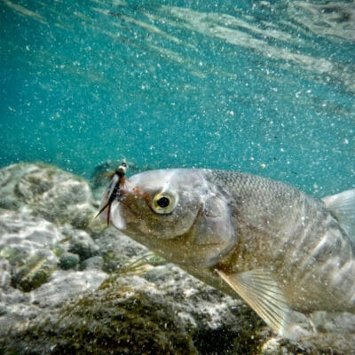 An underwater look at a mountain whitefish.