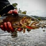 Yellowstone cutthroat trout.