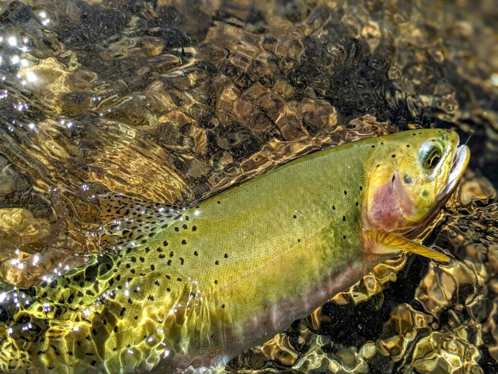 Native And Wild - Trout Unlimited