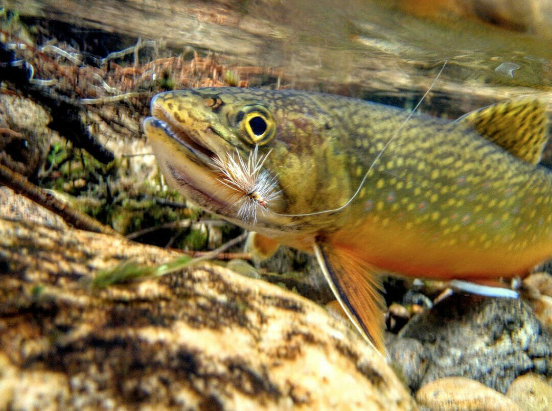 Keeping Brook Trout Secrets In Appalachia - Trout Unlimited