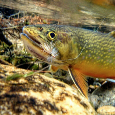 A brook trout hooked by a fly.