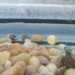 Trout Egg Catastrophe: Do You Think They Are Safer In The Nest Basket Or In  A Redd? - Trout Unlimited