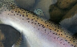 Adipose Fins Are Meant To Be - Trout Unlimited