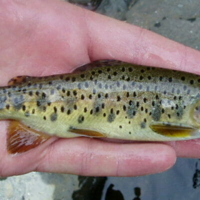 An Apache trout from Arizona.