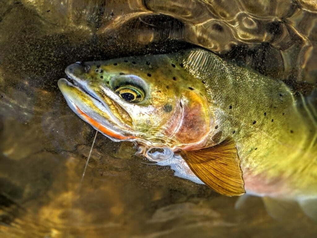 Sight Line Provisions x RepYourWater Collaboration Feeding Permit