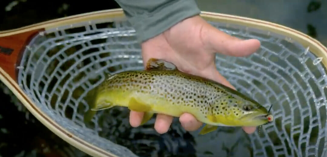 Keystone Fund Helps PA's Brodhead Creek Trout - The Fishing Wire