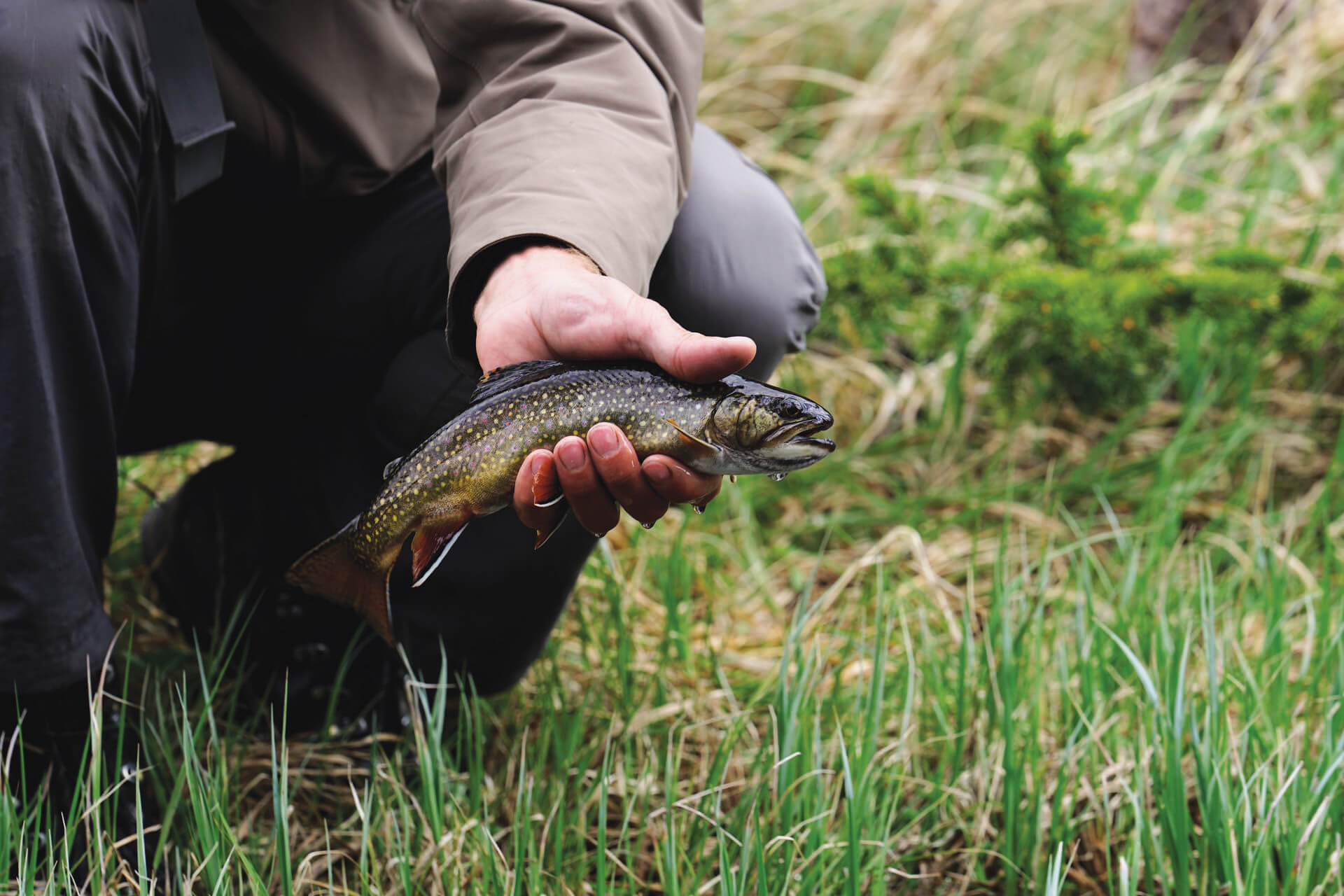Don't Let Perfect Be The Enemy Of Good - Trout Unlimited