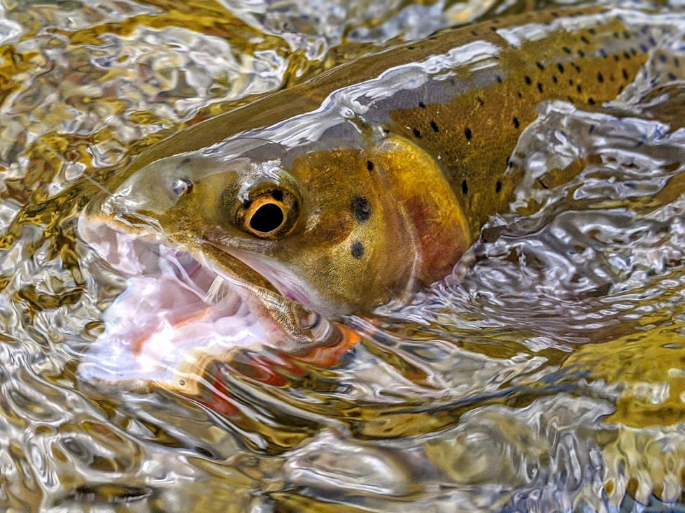 Hook types used to catch stream-dwelling Brook Trout; J hook on left