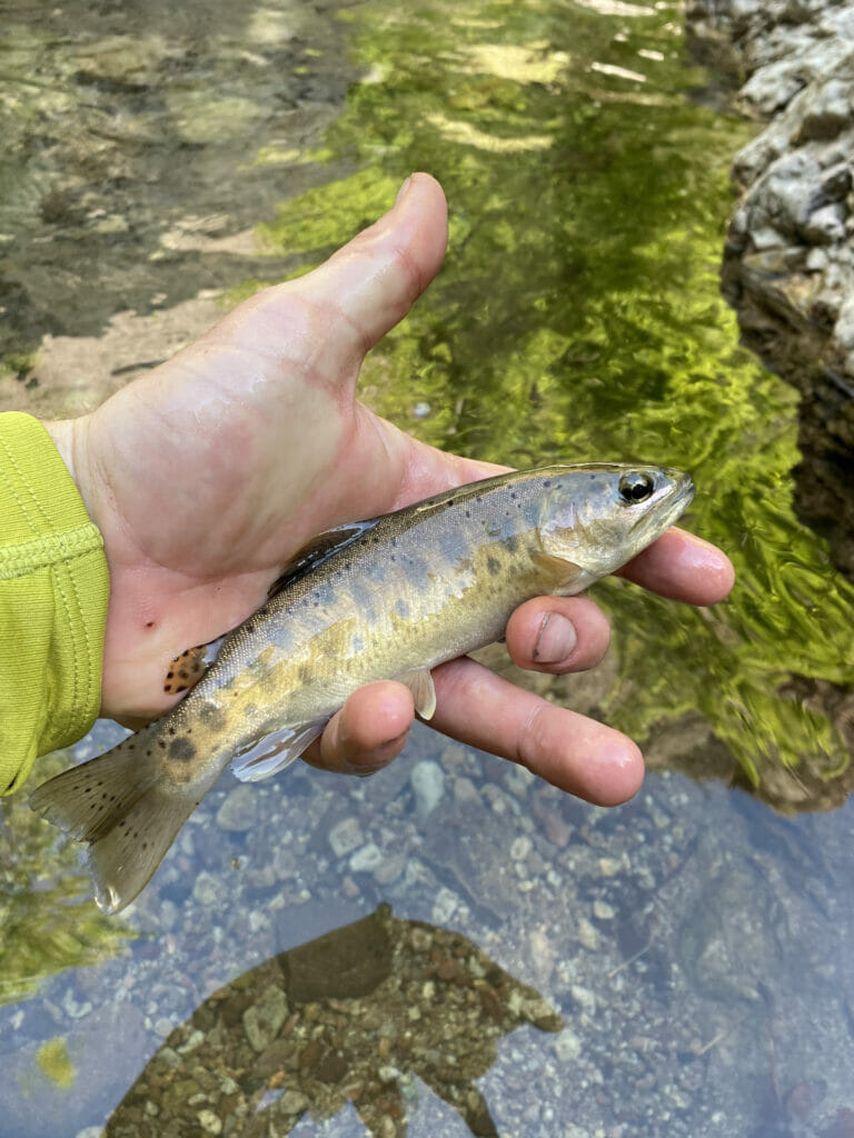 Can I call this a grand slam or do I need a rainbow? Landlocked salmon,  Brook trout, Brown trout! : r/troutfishing