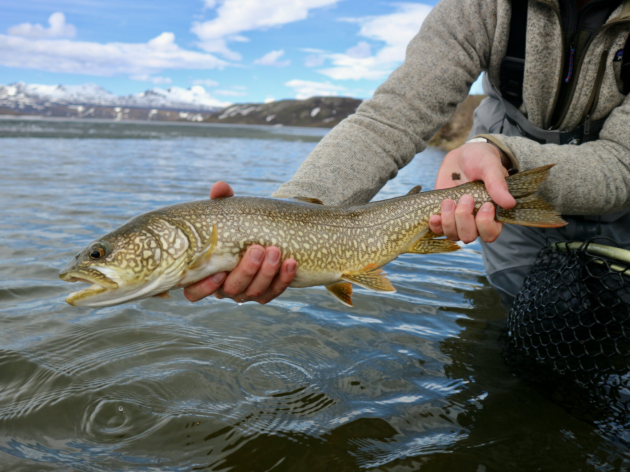 The Deep, Dark Secrets Of Alaskan Lake Trout Trout Unlimited