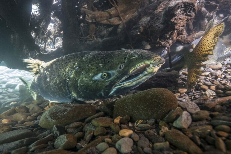 Hatcheries Can't Save Snake River Salmon And Steelhead - Trout Unlimited