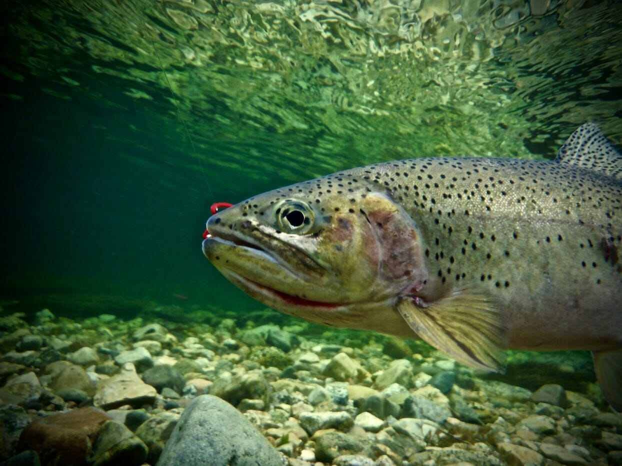A cutthroat trout under water.