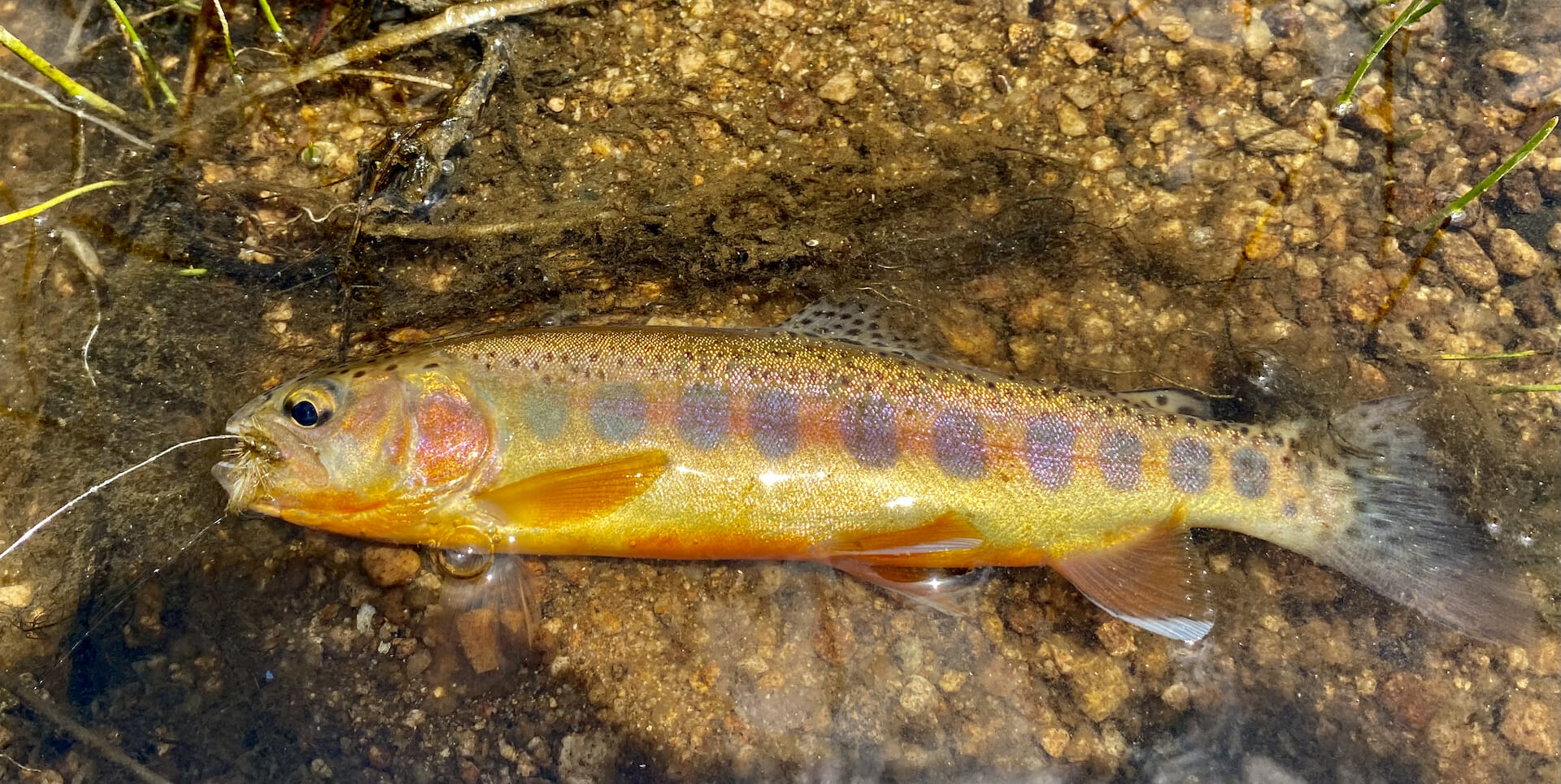 Red Is The New Golden - Trout Unlimited