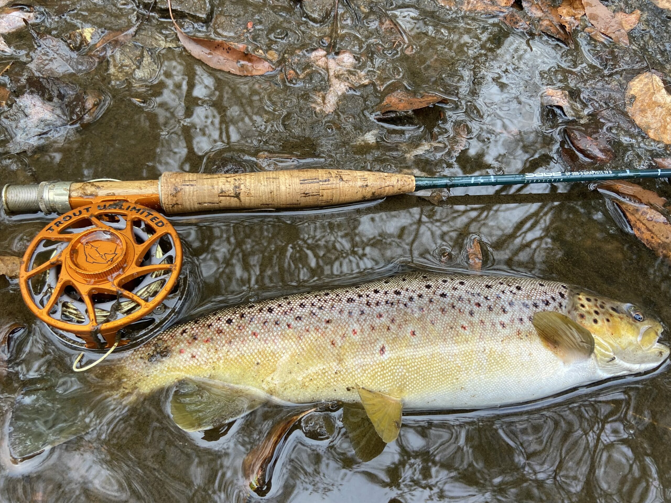 Do You Really Need A Good Reel for Trout Fishing ??? 