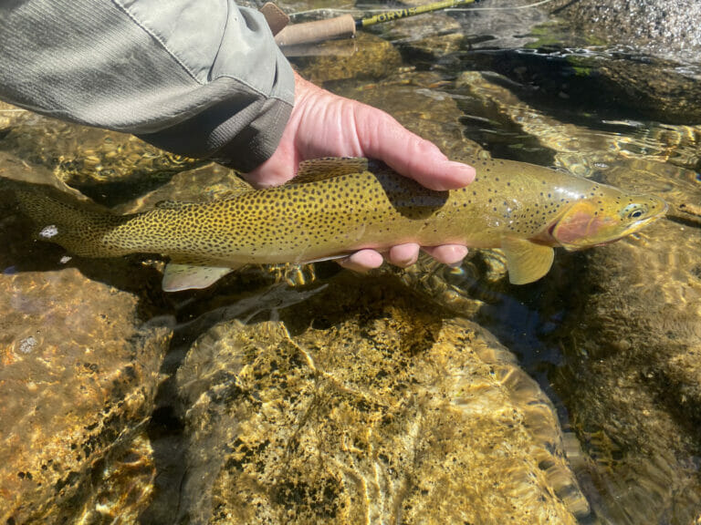 Everything You Wanted To Know: Westslope Cutthroat Trout - Trout Unlimited