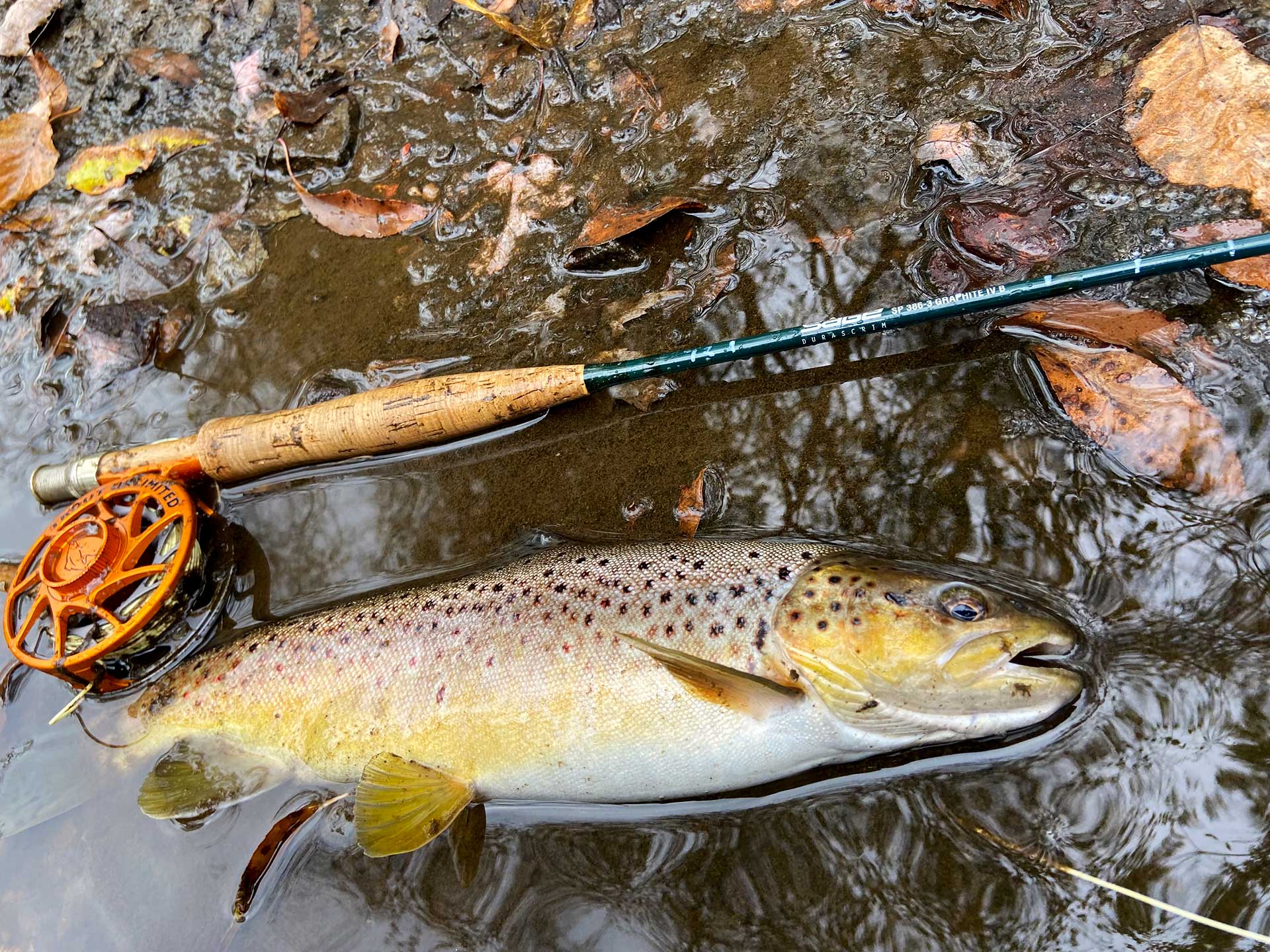 West Branch Susquehanna A River In Recovery Trout Unlimited