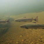 Atlantic salmon deserve better and we'll go all in for them.