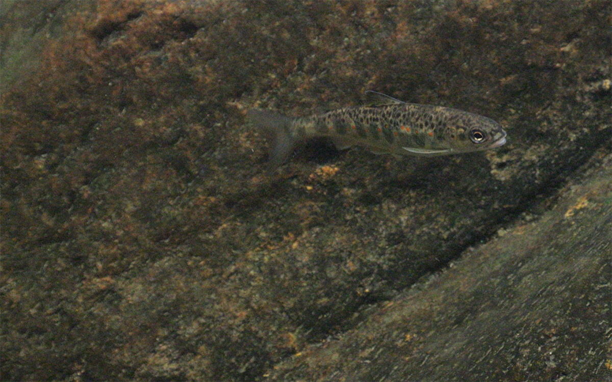 Maine’s Atlantic Salmon On The Brink - Trout Unlimited