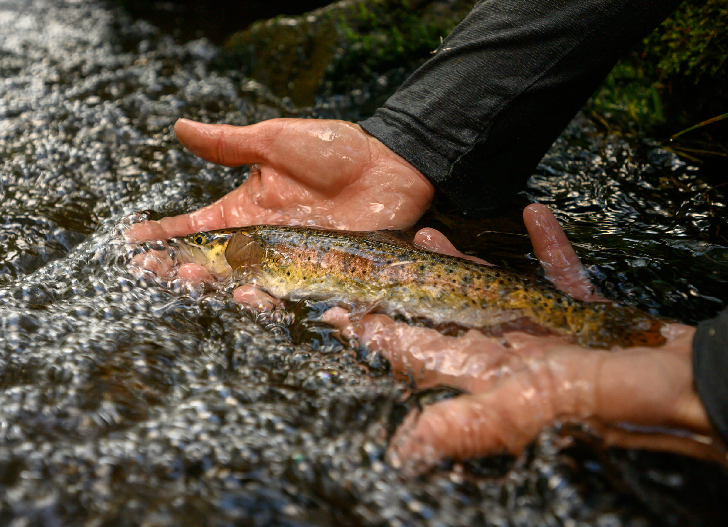 On Native Trout, Wild Browns, And Common Sense - Trout Unlimited