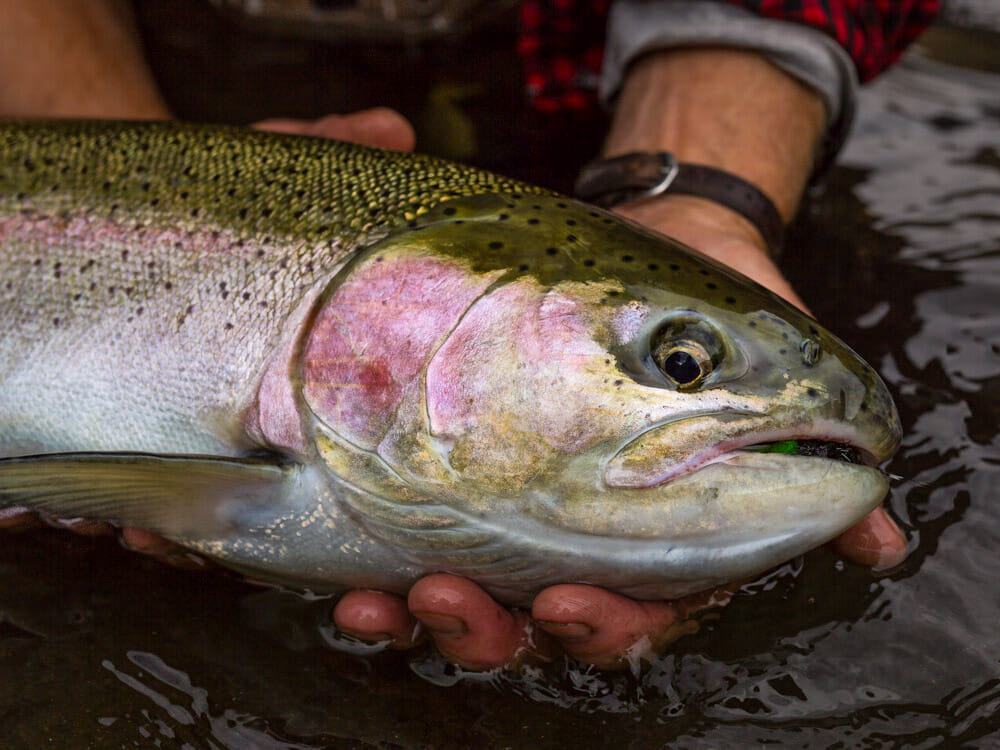 Catch And Release: The Big Picture - Trout Unlimited