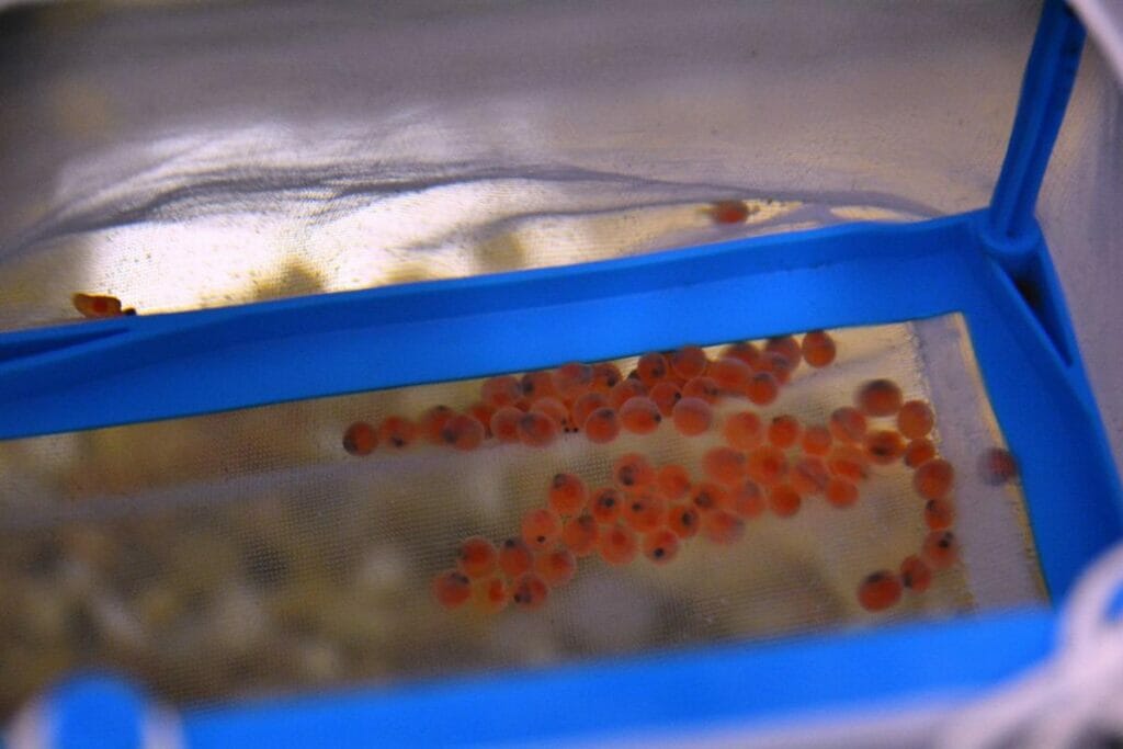 40-some orange fish eggs in basket that acts as a net