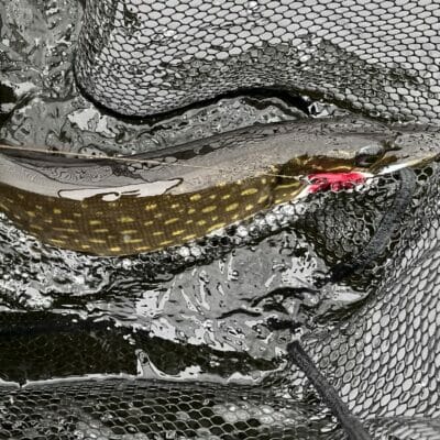 A fish in a net with a red fly in it's mouth