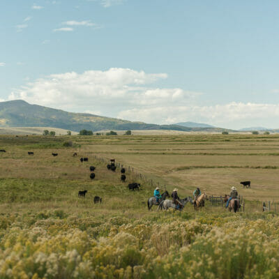Cowboys along a fence line with cows and mountains in the background