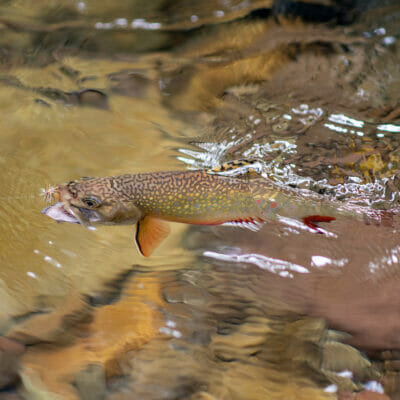 Small brook trout about to catch a fly