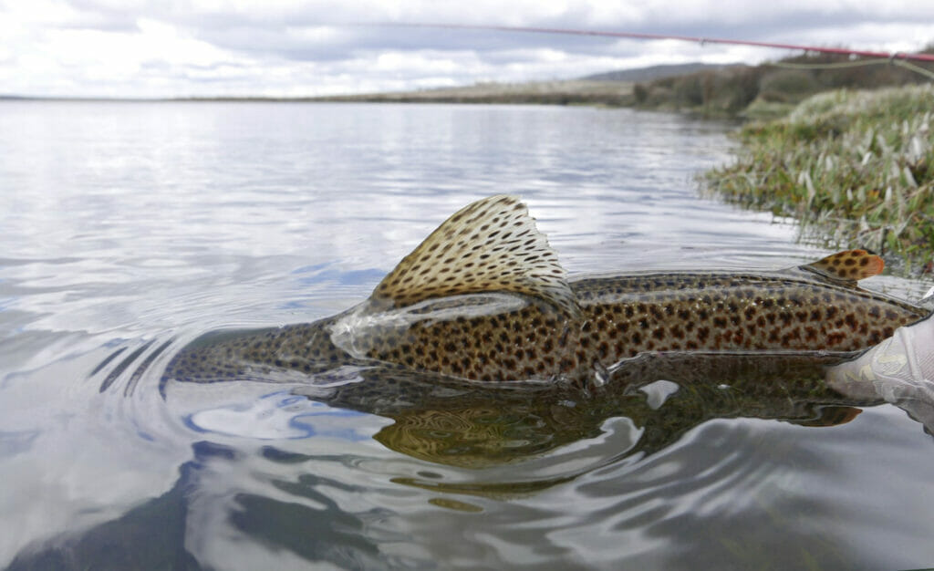 The fin and back of a brown trout above the water line