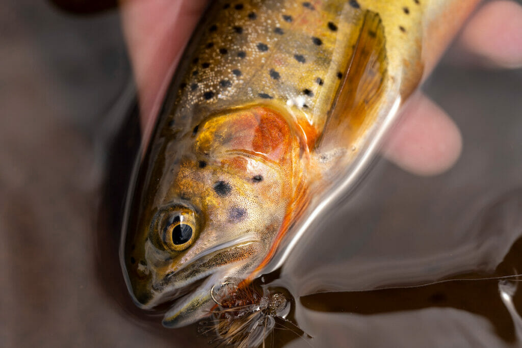 Close up of small fish with hook in its mouth